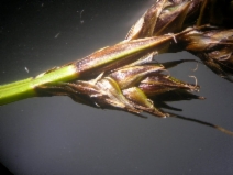 Carex gracilior