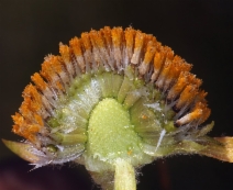 Hymenoxys hoopesii