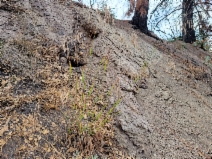 Bromus grandis