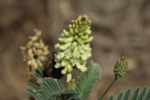 Astragalus pycnostachyus