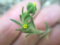 Madia exigua