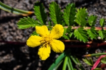 Potentilla anserina ssp. pacifica