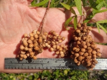 Rhus lancea
