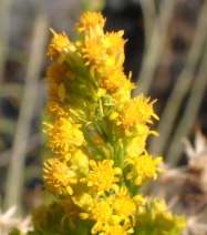 Solidago guiradonis