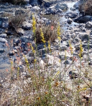 Solidago guiradonis