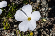 Linanthus dichotomus ssp. meridianus
