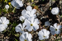 Linanthus dichotomus ssp. meridianus