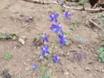 Delphinium patens ssp. hepaticoideum