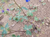 Delphinium patens ssp. hepaticoideum