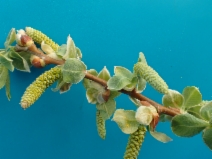 Salix lasiandra