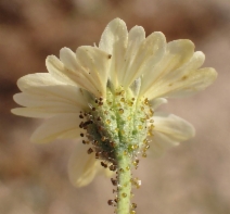 Blepharizonia laxa