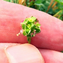 Poterium sanguisorba