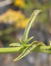 Solidago guiradonis