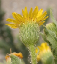Heterotheca grandiflora