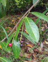 Prunus laurocerasus