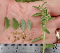 Atriplex suberecta