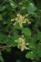 Holodiscus discolor var. discolor