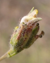 Cordylanthus rigidus ssp. rigidus
