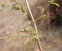 Cordylanthus rigidus ssp. rigidus
