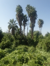 Washingtonia robusta