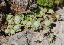 Psilocarphus chilensis