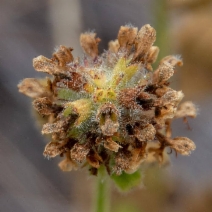 Stachys pycnantha