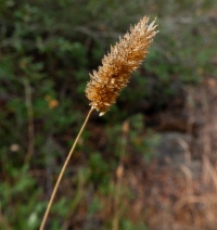 Phalaris californica