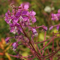 Epilobium angustifolium