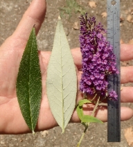 Buddleja davidii