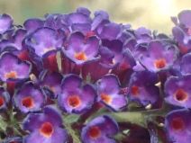 Buddleja davidii
