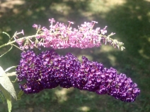 Buddleja davidii