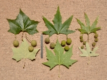 Platanus racemosa
