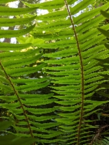 Polystichum munitum