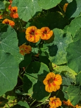 Tropaeolum majus