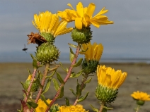 Grindelia stricta var. angustifolia