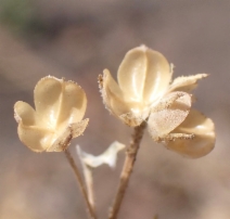 Navarretia sinistra