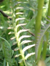 Pedicularis groenlandica