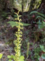 Piperia elongata