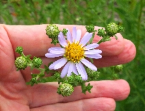 Symphyotrichum subspicatum