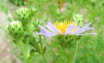 Symphyotrichum subspicatum