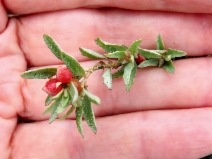 Atriplex semibaccata