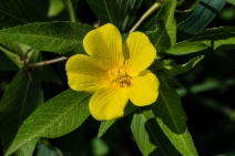 Ludwigia hexapetala