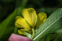 Ludwigia hexapetala