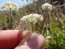 Perideridia gairdneri ssp. gairdneri