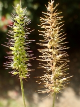 Setaria verticillata