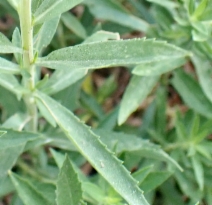 Solidago elongata