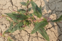 Persicaria maculosa