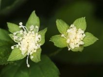 Neviusia cliftonii