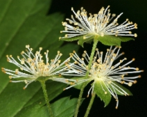 Neviusia cliftonii