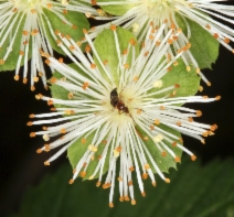Neviusia cliftonii
